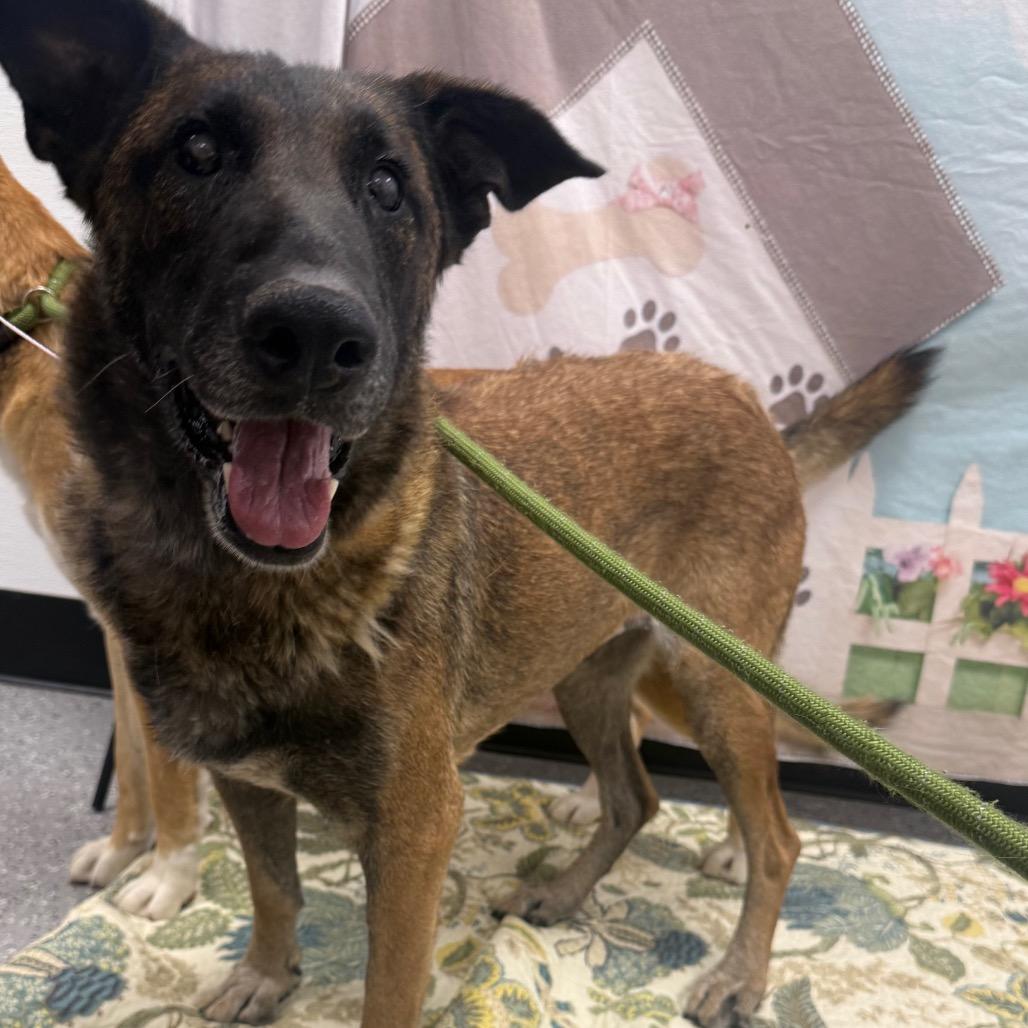 Venus, a Adoptable mixed breed in Henderson, NV image 4/5