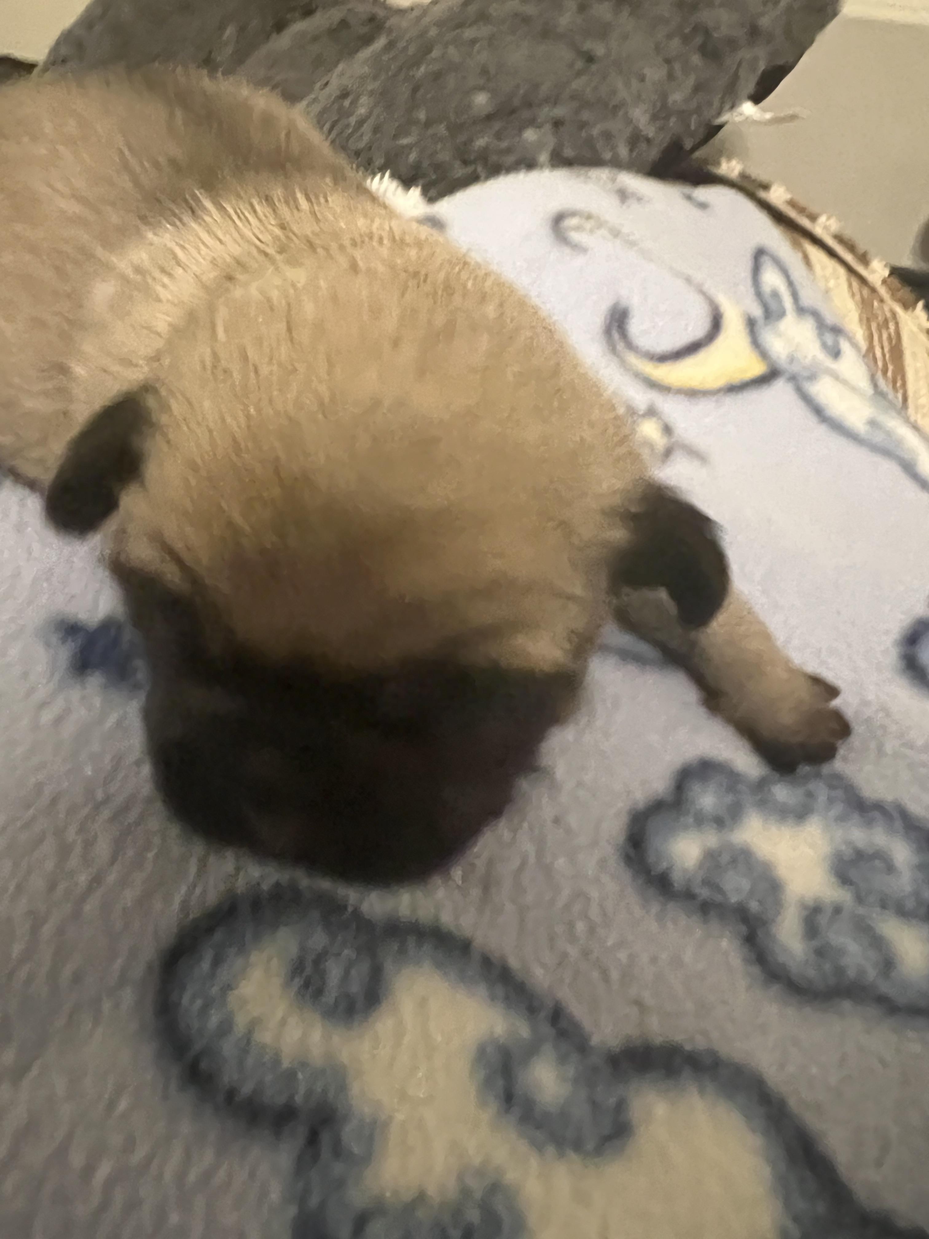 Pancake — thumbnail 2