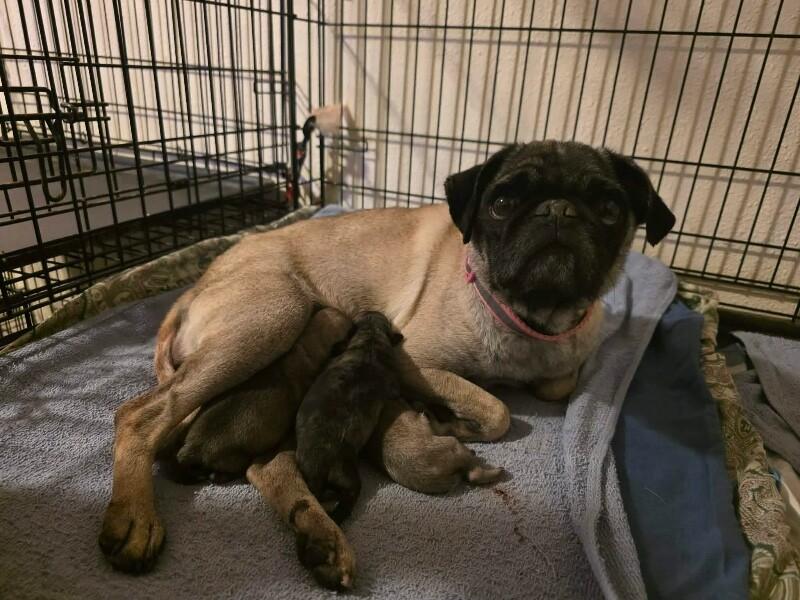 Pancake — thumbnail 3