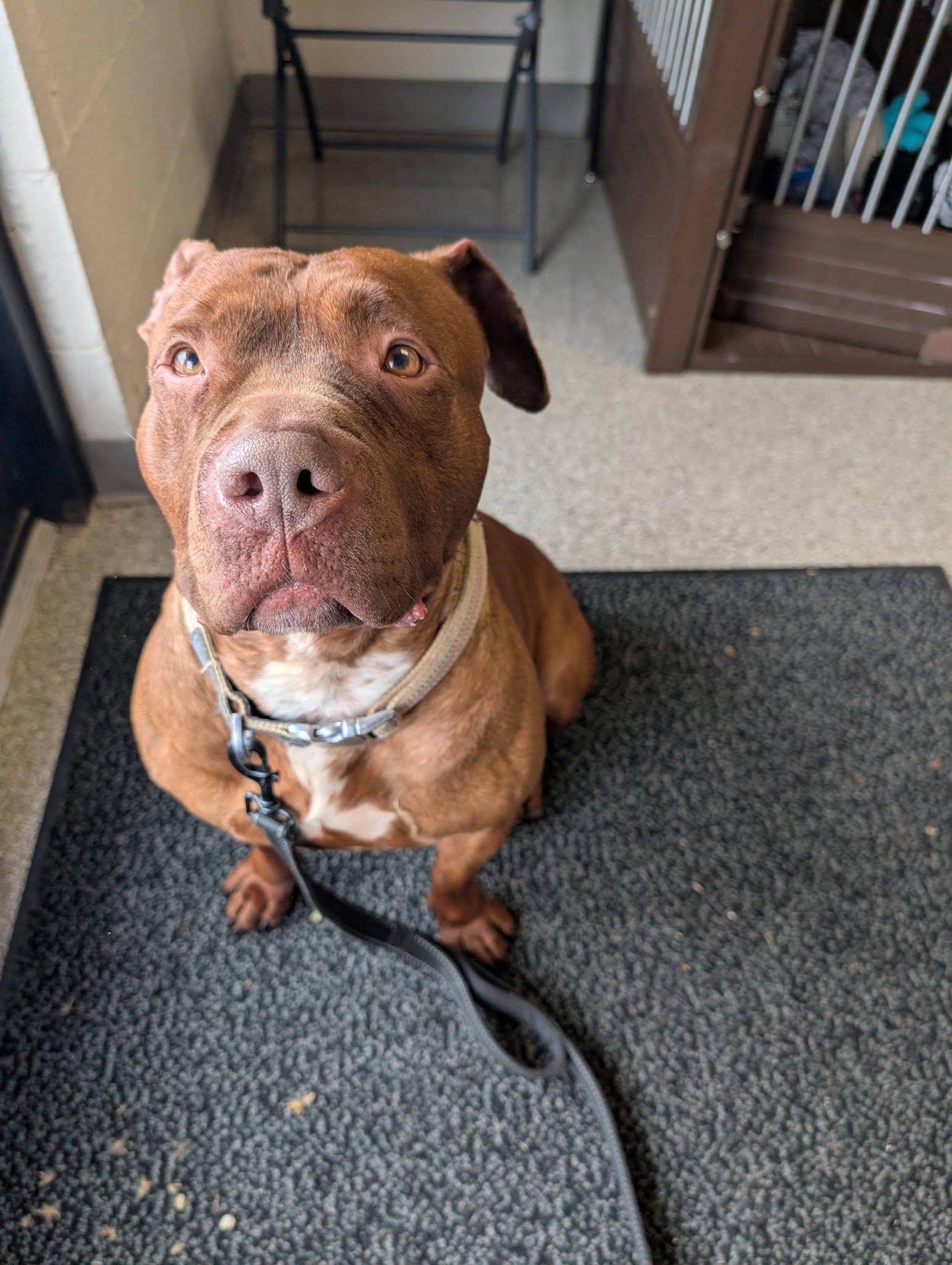 Lady Bug, Adoptable, Young Female Pit Bull Terrier & Staffordshire Bull Terrier.