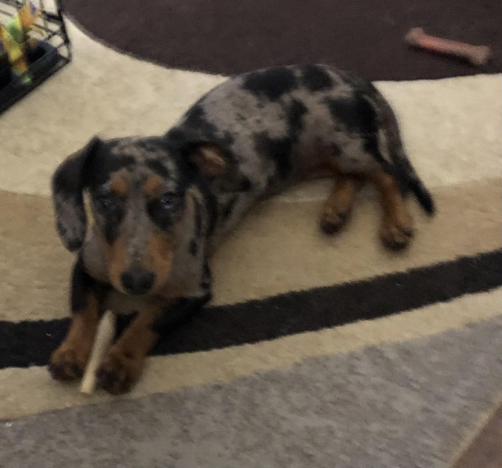 Penelope, Adopted, Puppy Female Dachshund.
