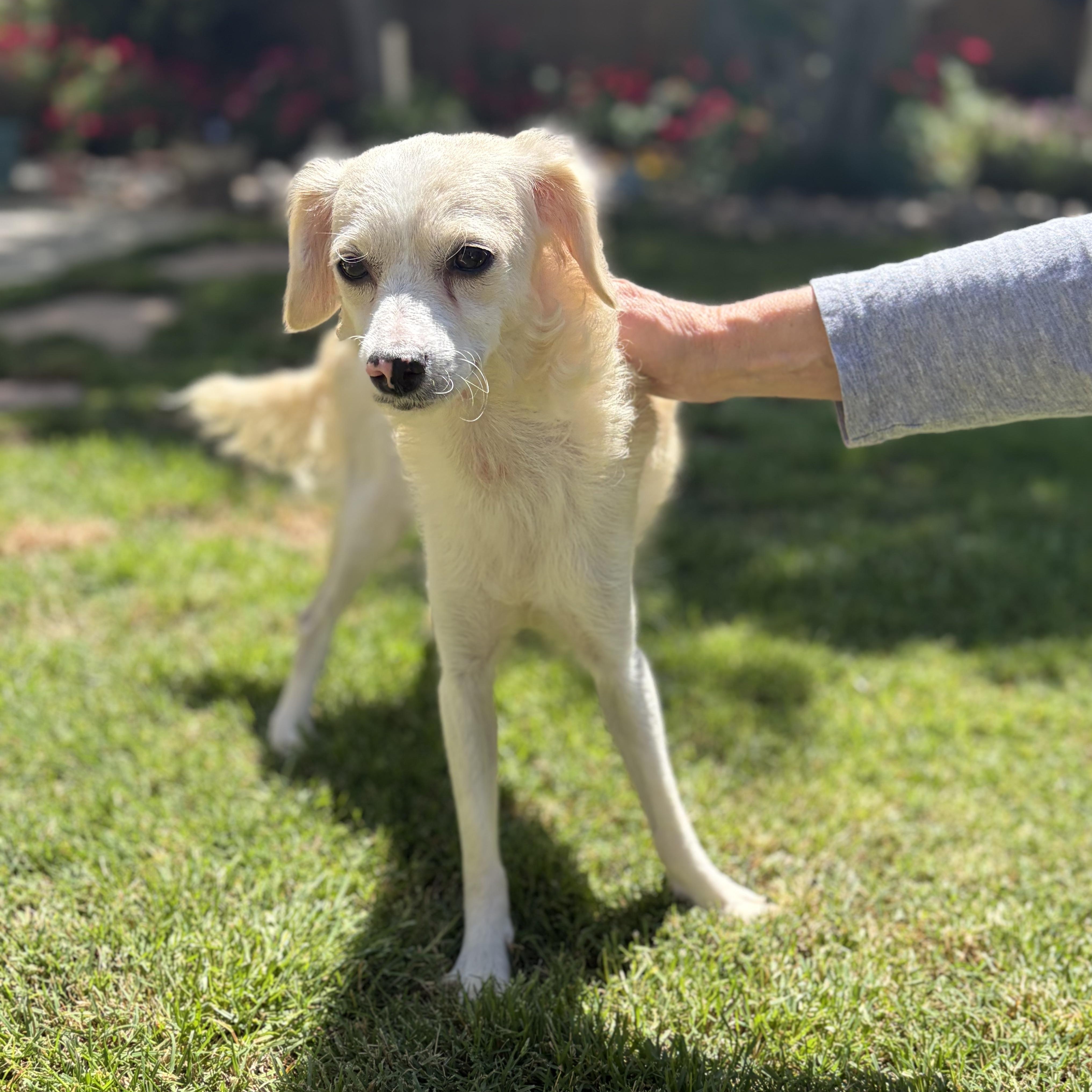 Katy, ADOPTABLE, Young Female Poodle & Chihuahua.