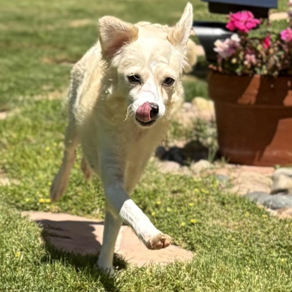 Enlarge Katy, a ADOPTABLE mixed breed in Poway, CA image 3/5