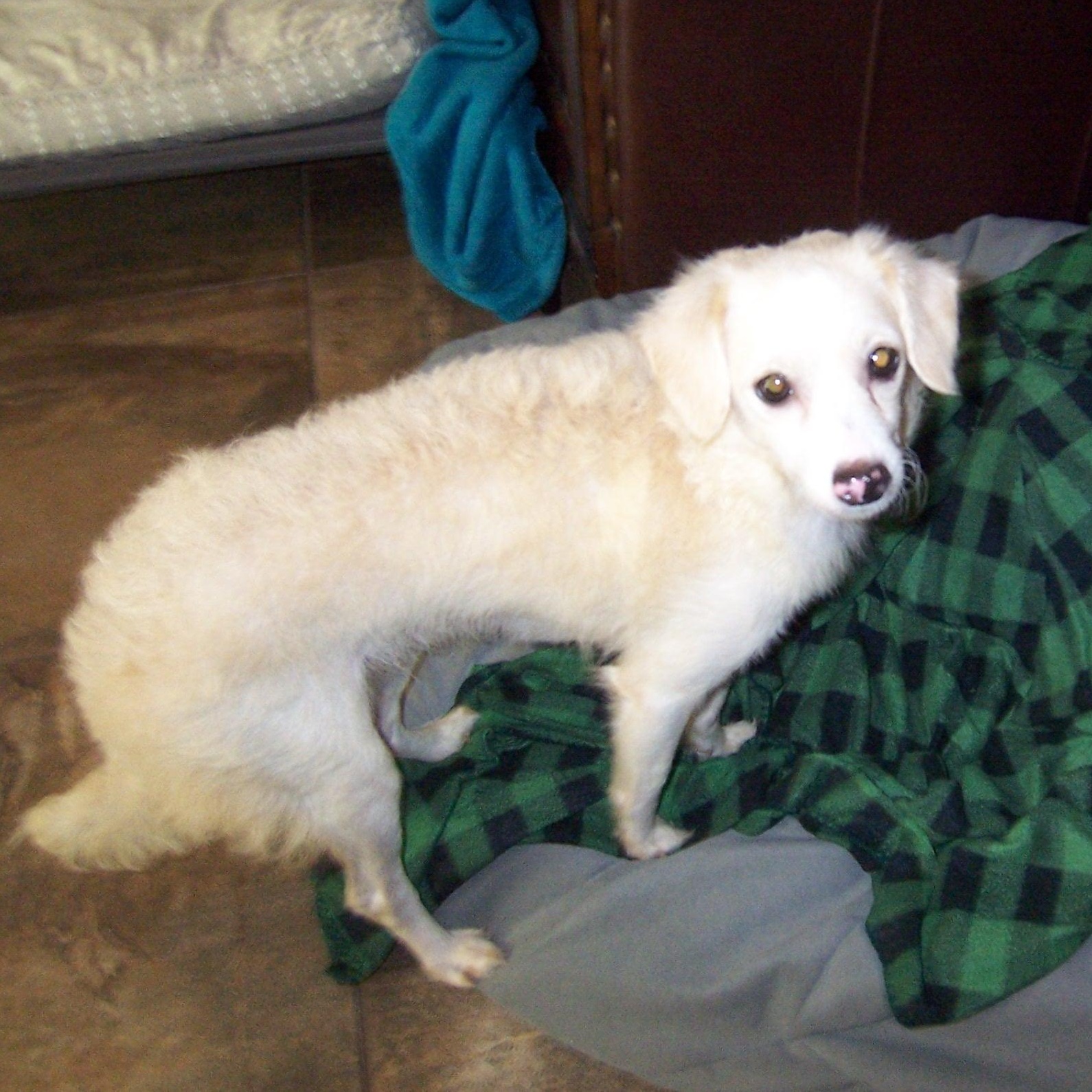 Enlarge Katy, a ADOPTABLE mixed breed in Poway, CA image 4/5