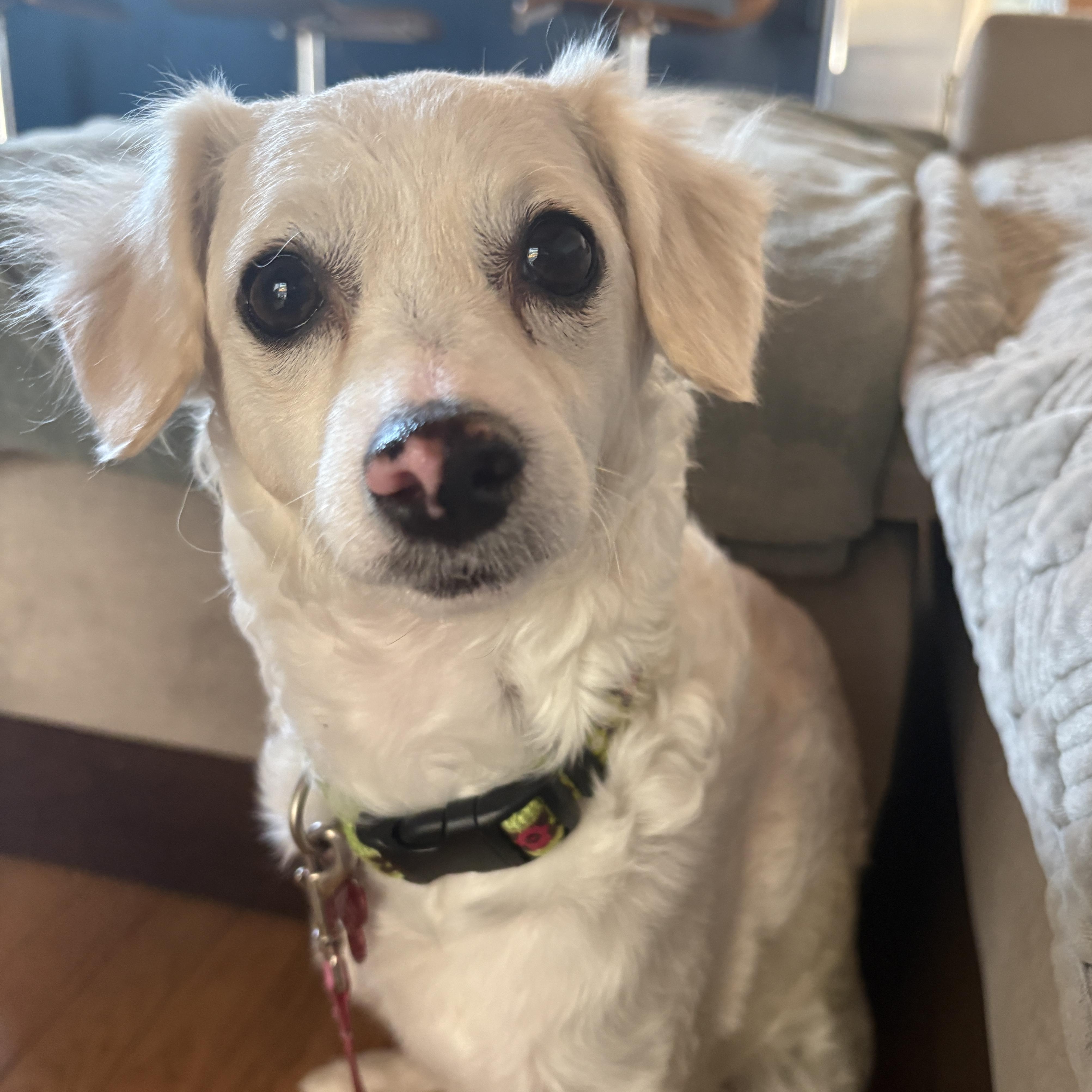 Enlarge Katy, a ADOPTABLE mixed breed in Pasadena, CA image 1/4