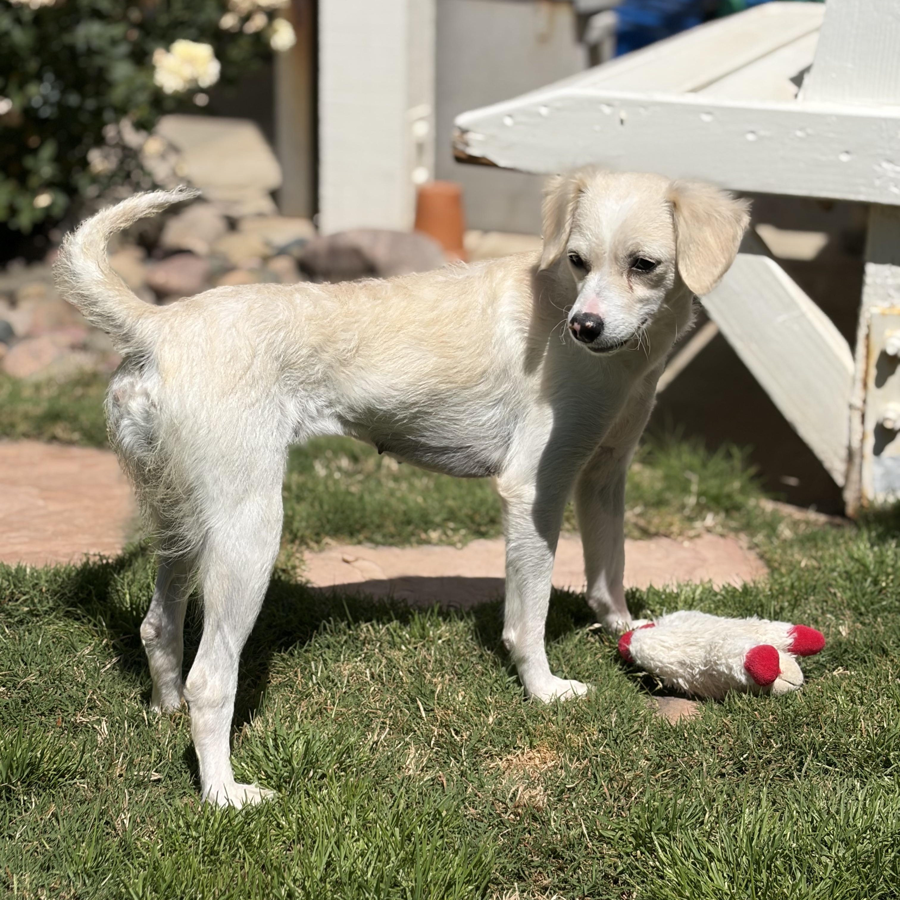 Katy, ADOPTABLE, Young Female Chihuahua & Poodle.