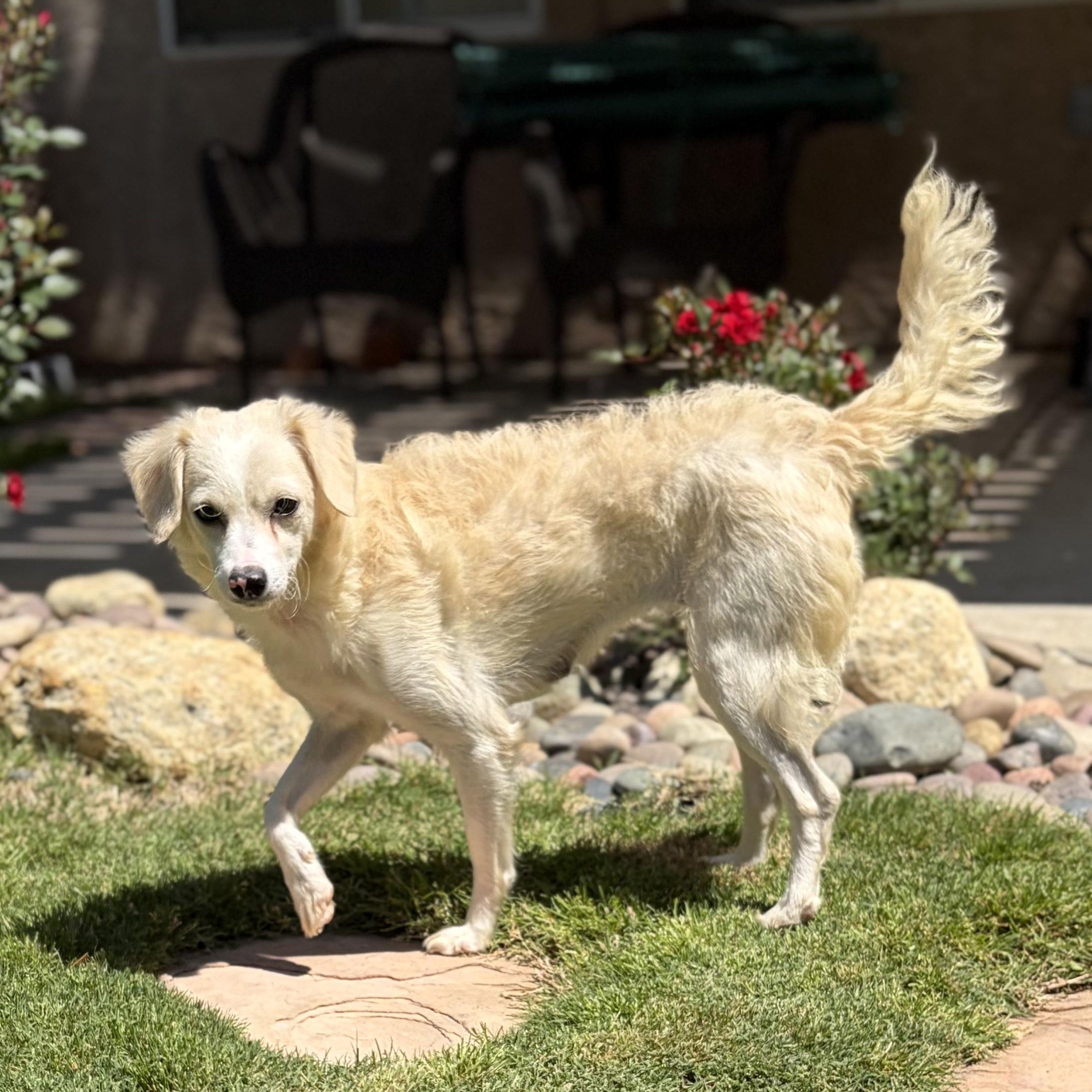 Katy, ADOPTABLE, Young Female Poodle & Chihuahua.