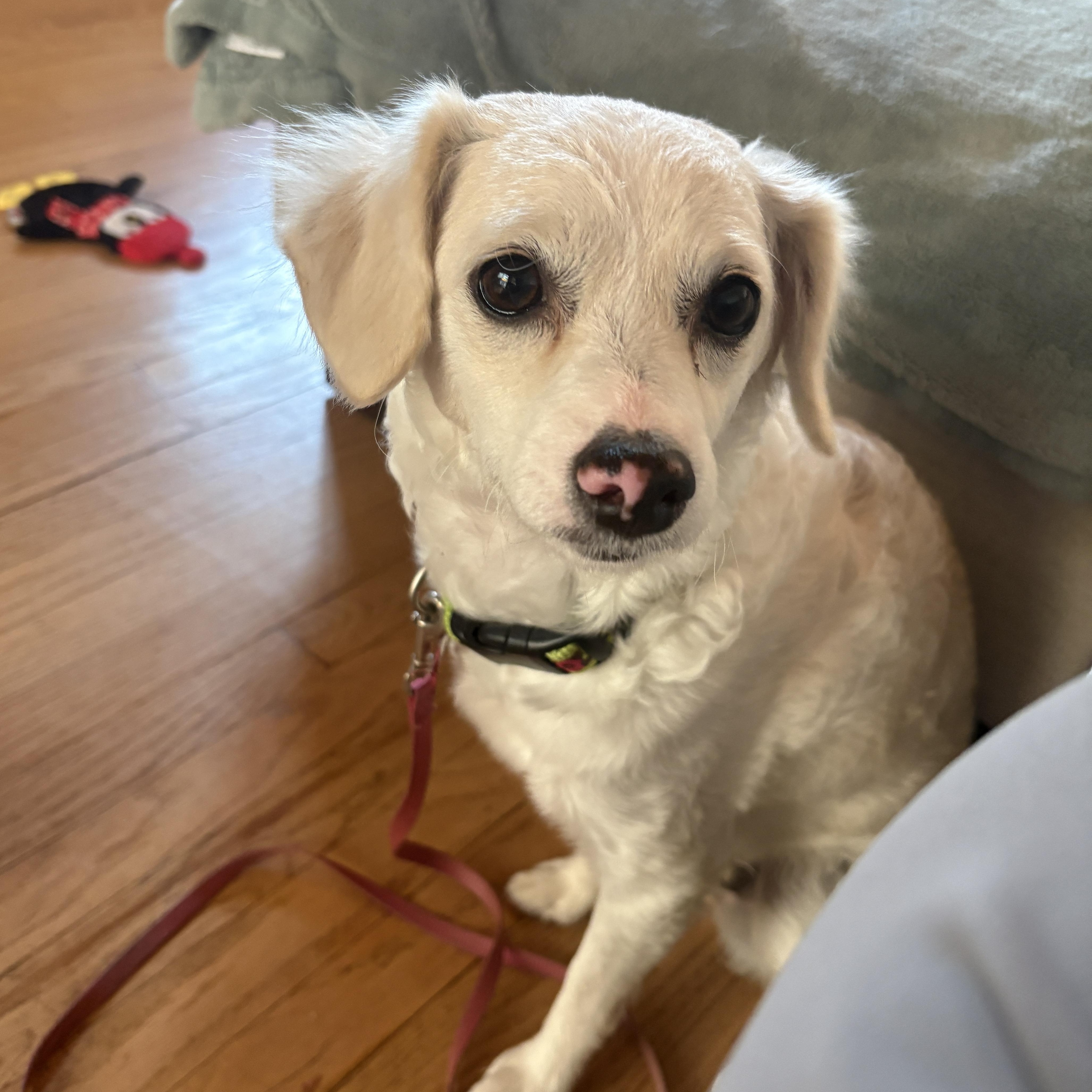 Enlarge Katy, a ADOPTABLE mixed breed in Pasadena, CA image 2/4