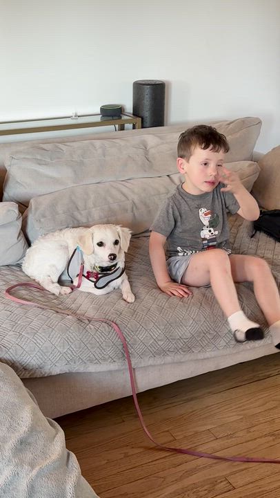 Enlarge Katy, a ADOPTABLE mixed breed in Pasadena, CA video 4/4