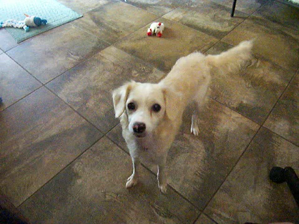 Enlarge Katy, a ADOPTABLE mixed breed in Poway, CA video 5/5