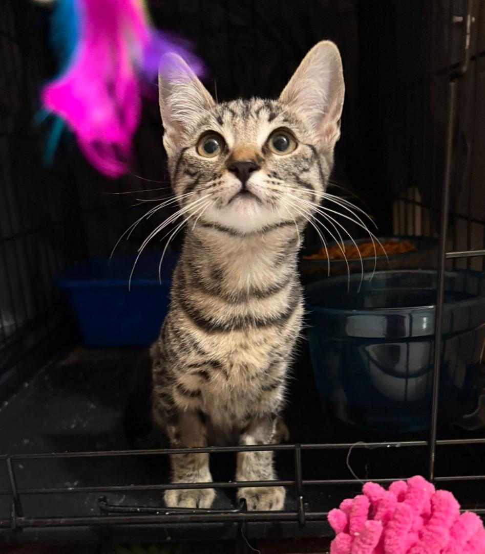 Tyler Joseph & Josh Dun BONDED PAIR, a Adoptable Domestic Short Hair in La Canada, CA image 5/6