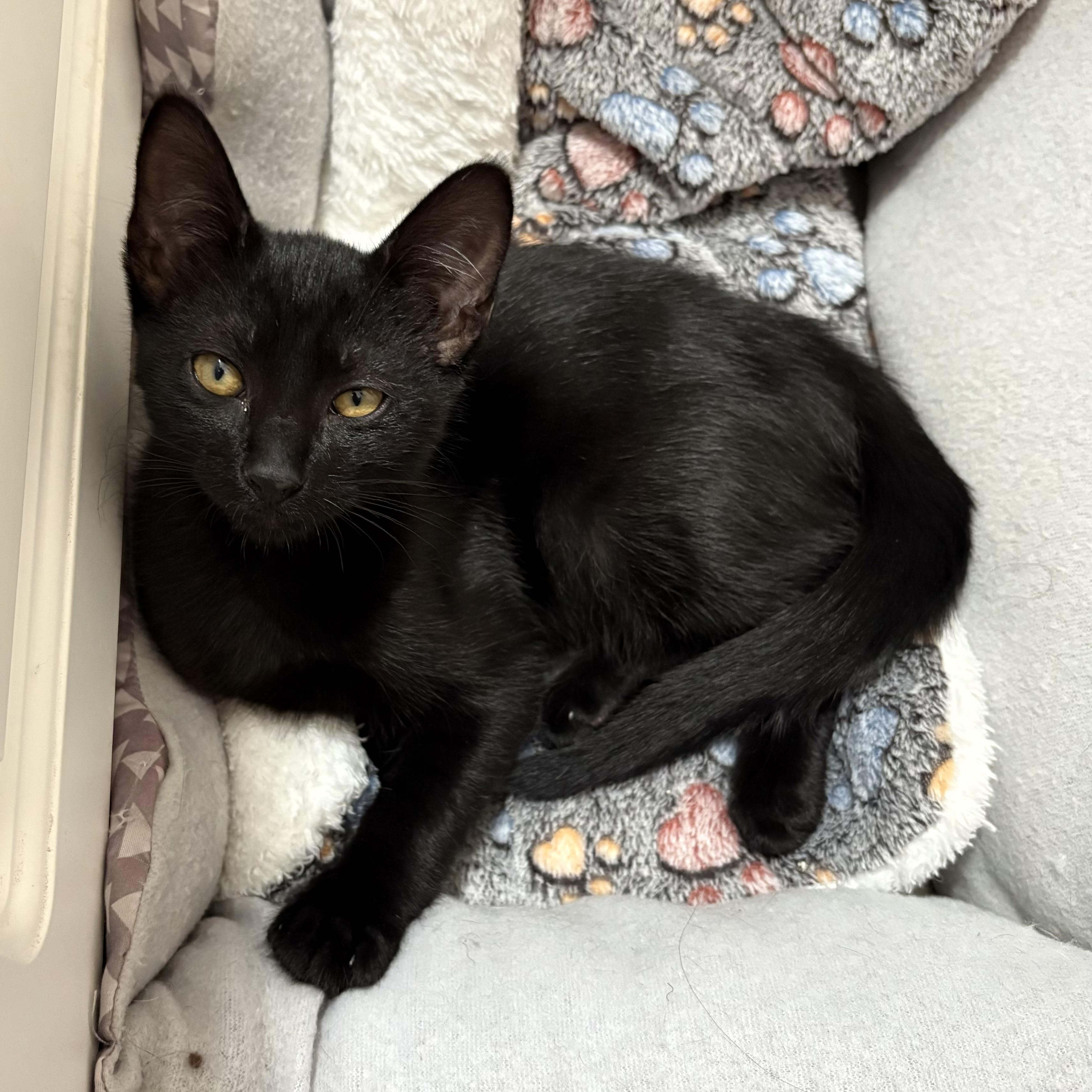 Tyler Joseph & Josh Dun BONDED PAIR, a Adoptable Domestic Short Hair in La Canada, CA image 6/6