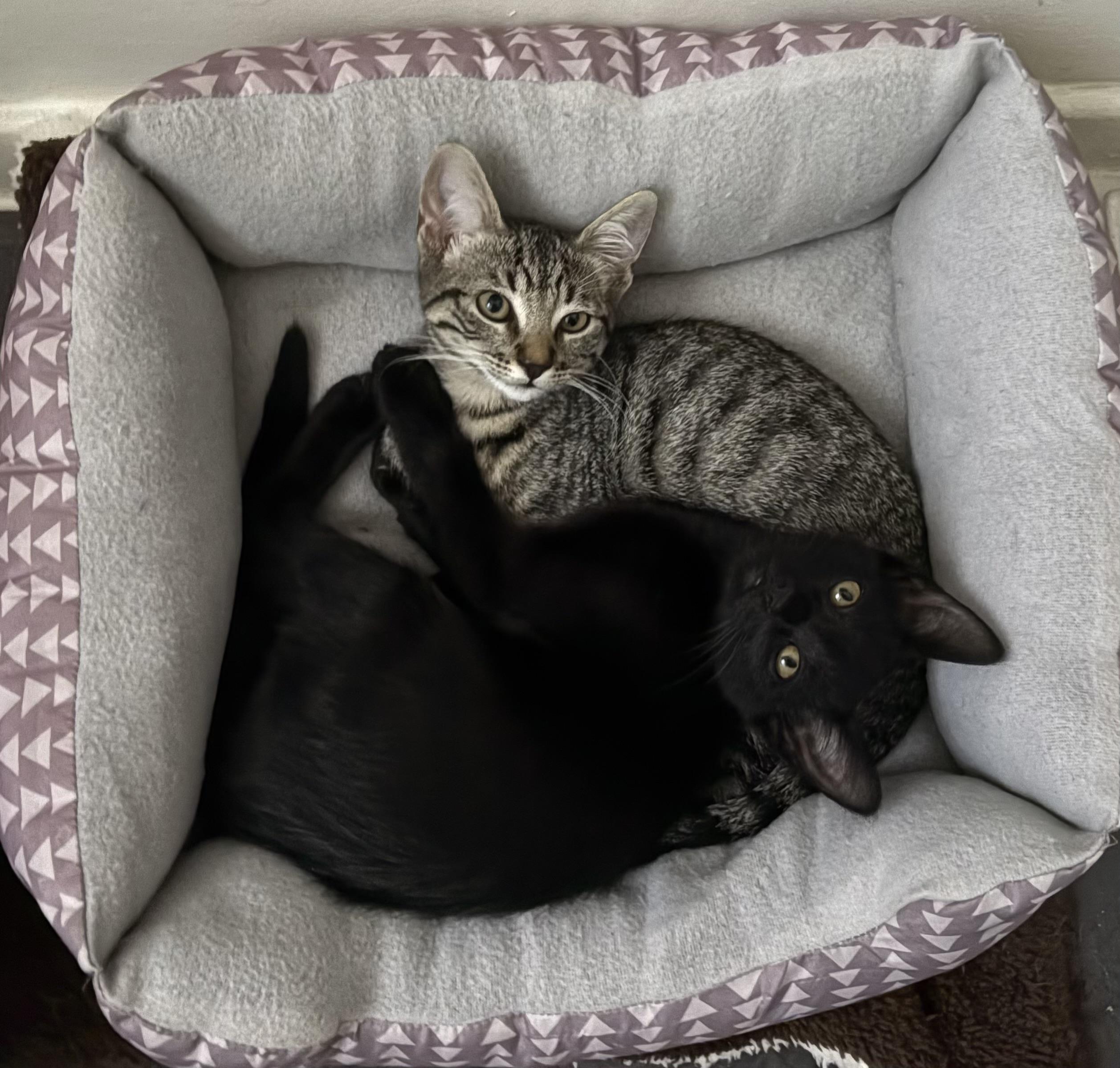 Tyler Joseph & Josh Dun BONDED PAIR, a Adoptable Domestic Short Hair in La Canada, CA image 1/6