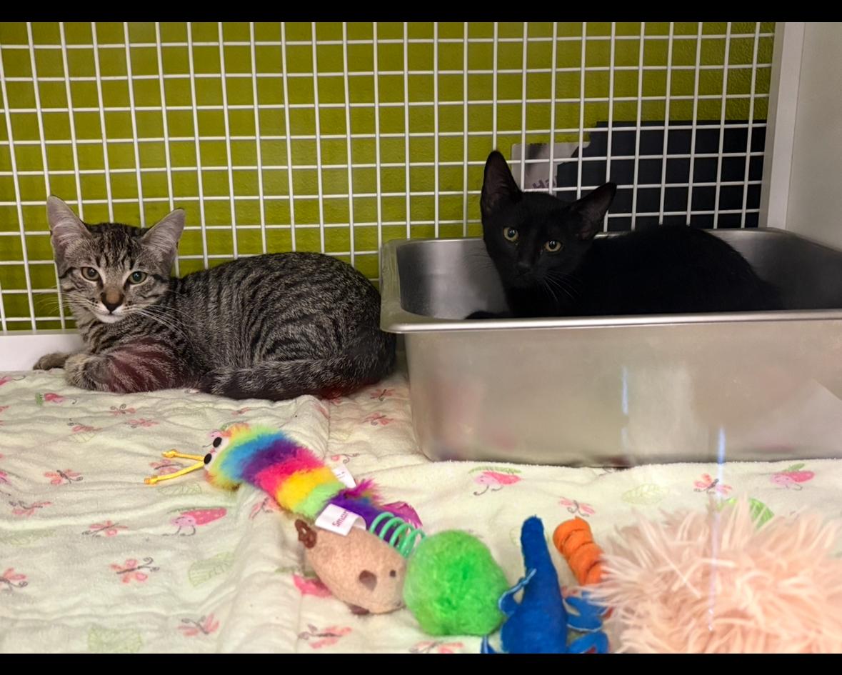 Tyler Joseph & Josh Dun BONDED PAIR, a Adoptable Domestic Short Hair in La Canada, CA image 3/6