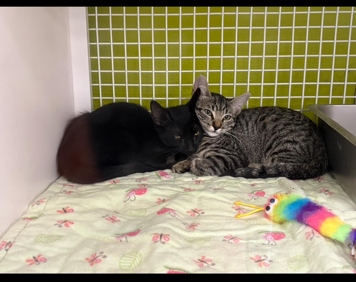 Tyler Joseph & Josh Dun BONDED PAIR, a Adoptable Domestic Short Hair in La Canada, CA image 4/6