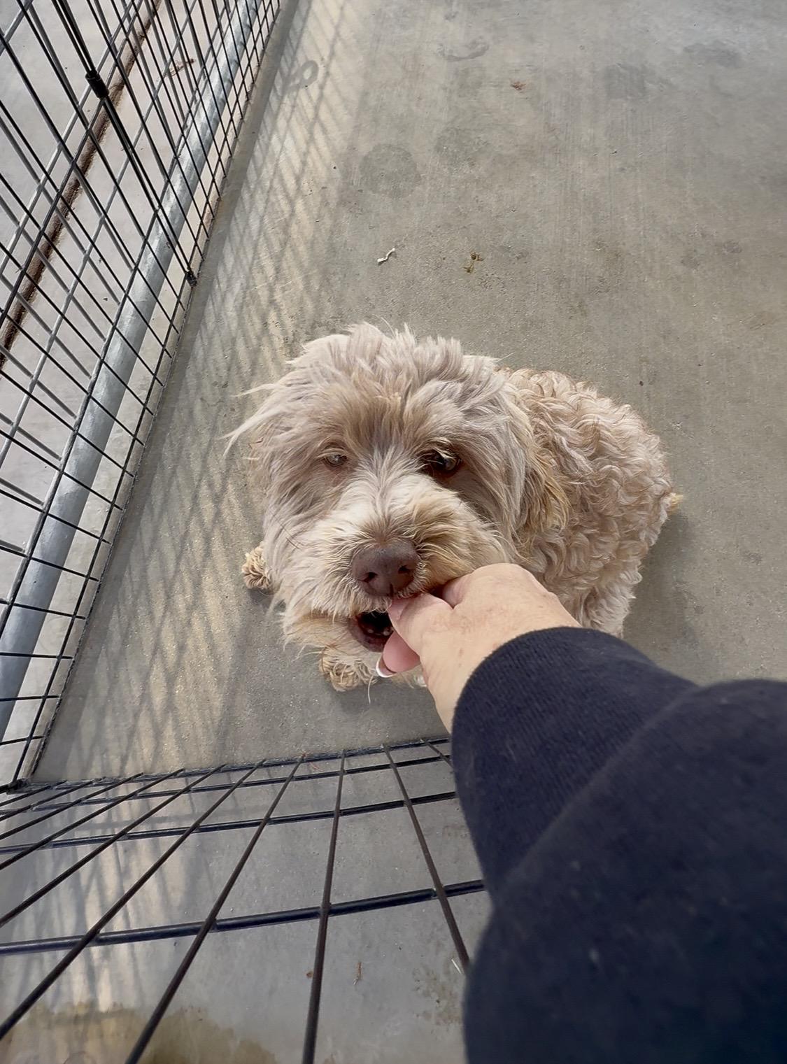 Enlarge Stevie, an adopted mixed breed in Littlerock, CA image 2/2