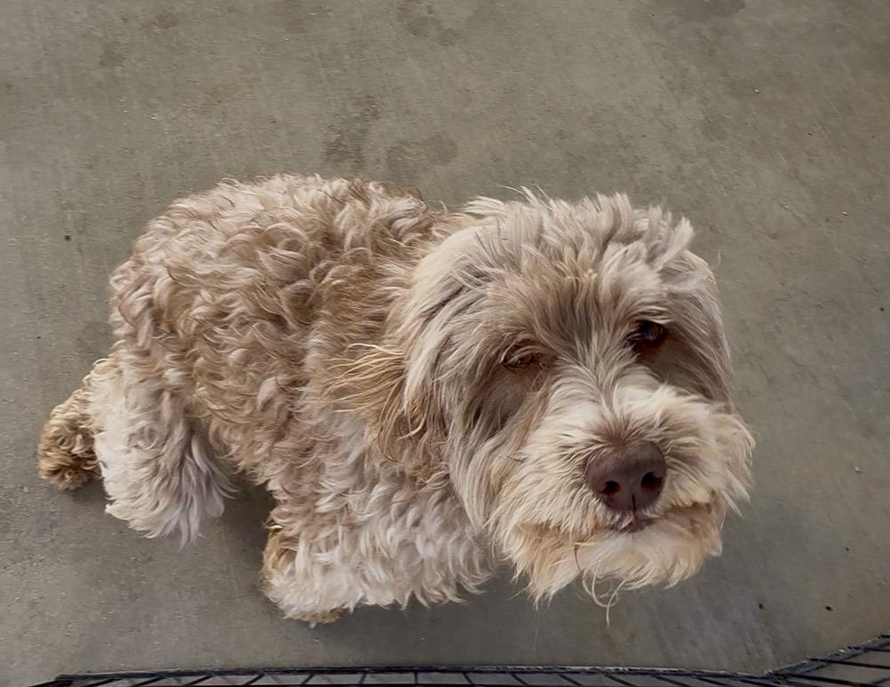 Enlarge Stevie, an adopted mixed breed in Littlerock, CA image 1/2