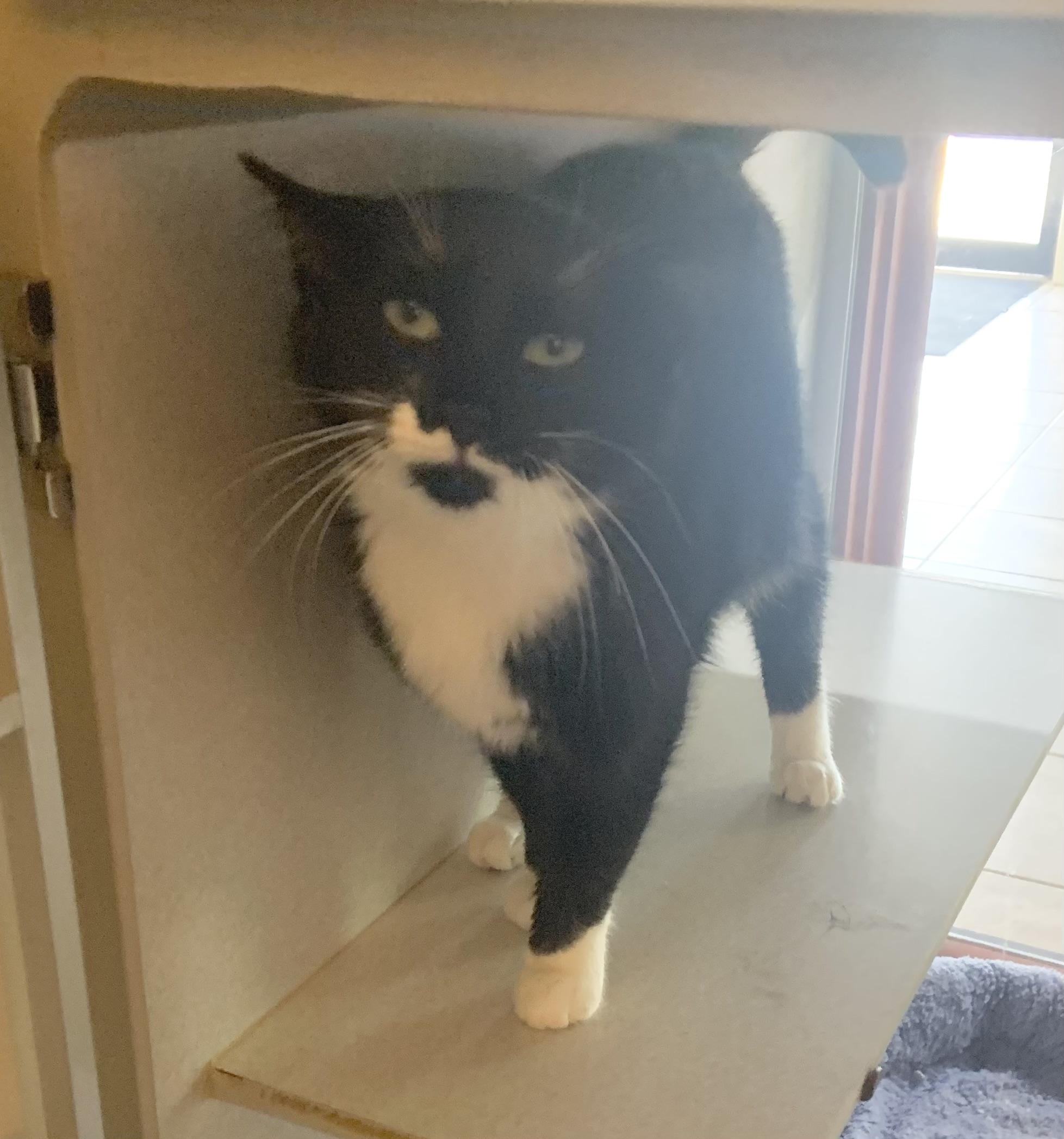 Penny, ADOPTABLE, Adult Female Domestic Short Hair.