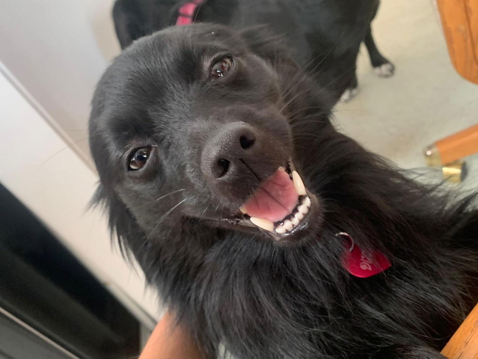 Dizzy, Adopted, Adult Female German Spitz & Chihuahua.