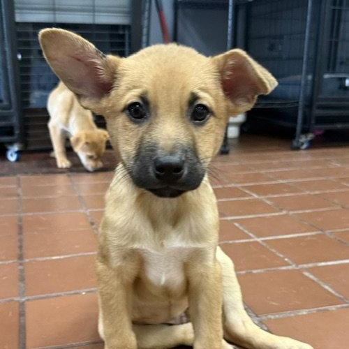 Ridge, Adoptable, Puppy Male Labrador Retriever.