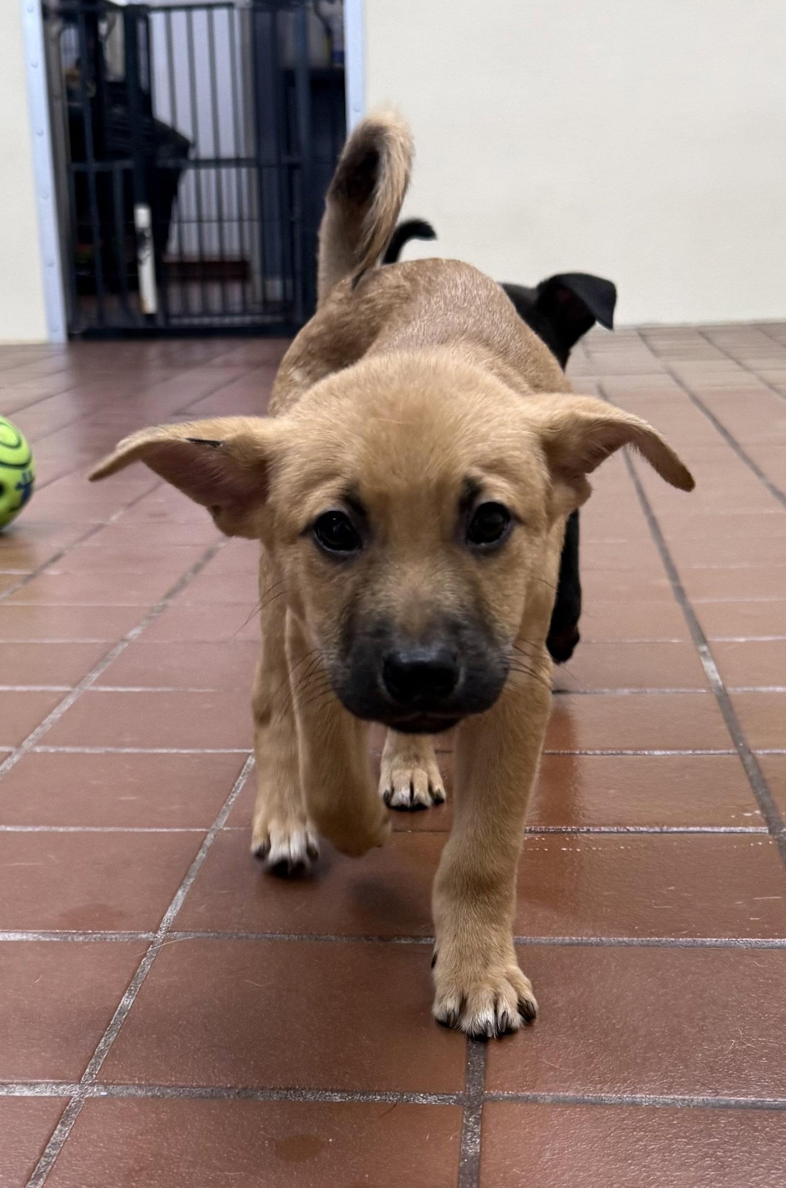 Enlarge Ridge, a Adoptable Labrador Retriever in Lake Hopatcong, NJ image 2/3