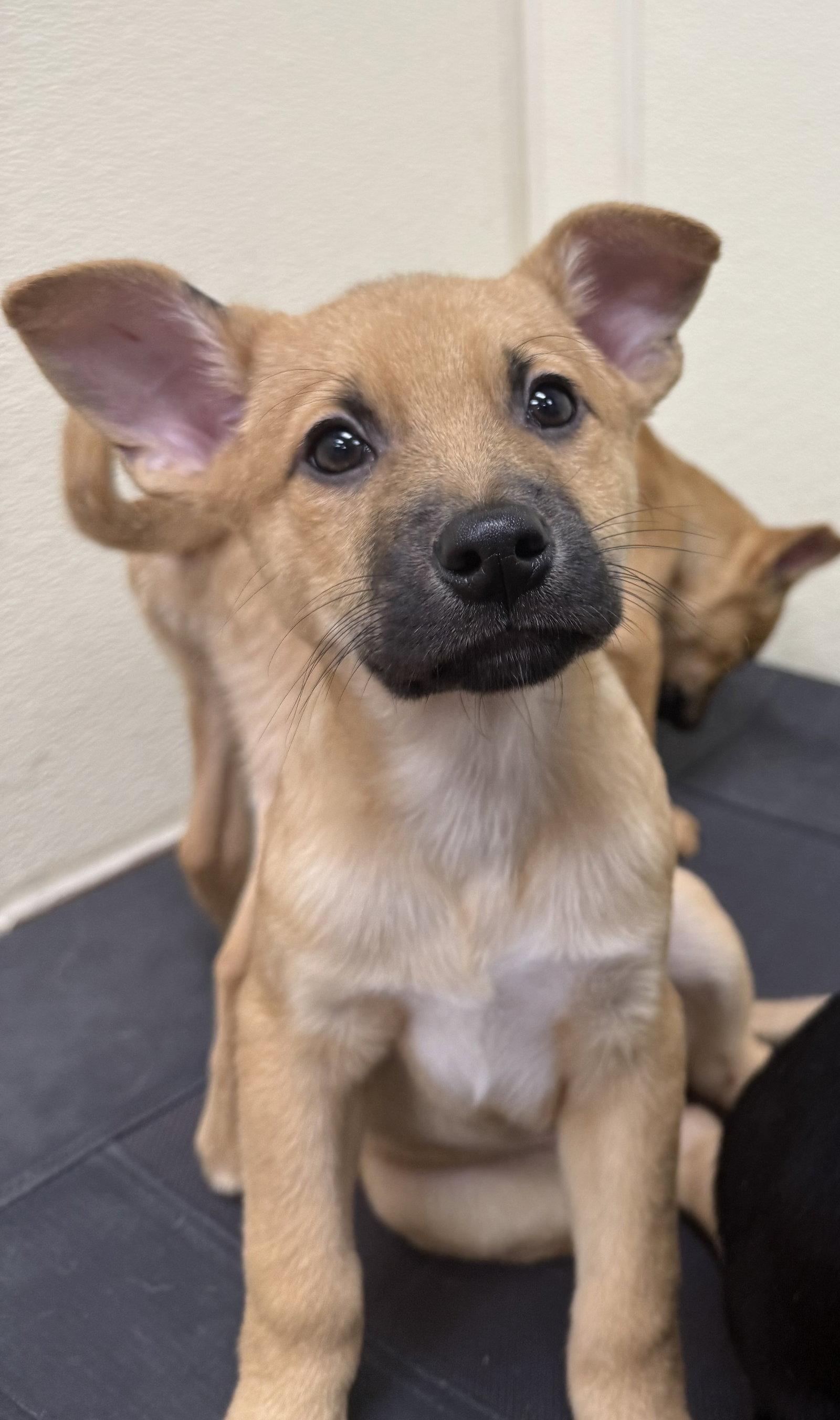 Enlarge Ridge, a Adoptable Labrador Retriever in Lake Hopatcong, NJ image 3/3