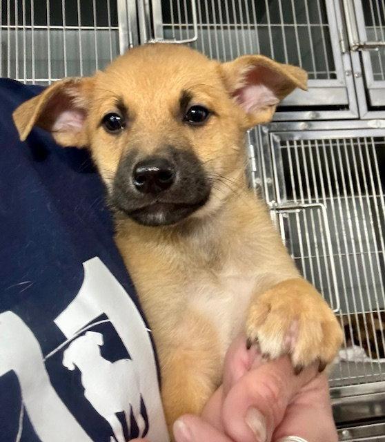 Ridge, a Adoptable Labrador Retriever in Lake Hopatcong, NJ image 2/2