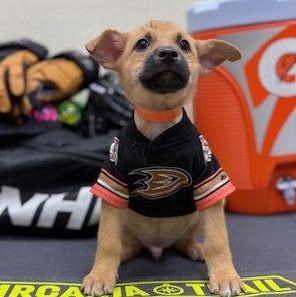Ridge, Adoptable, Puppy Male Labrador Retriever.