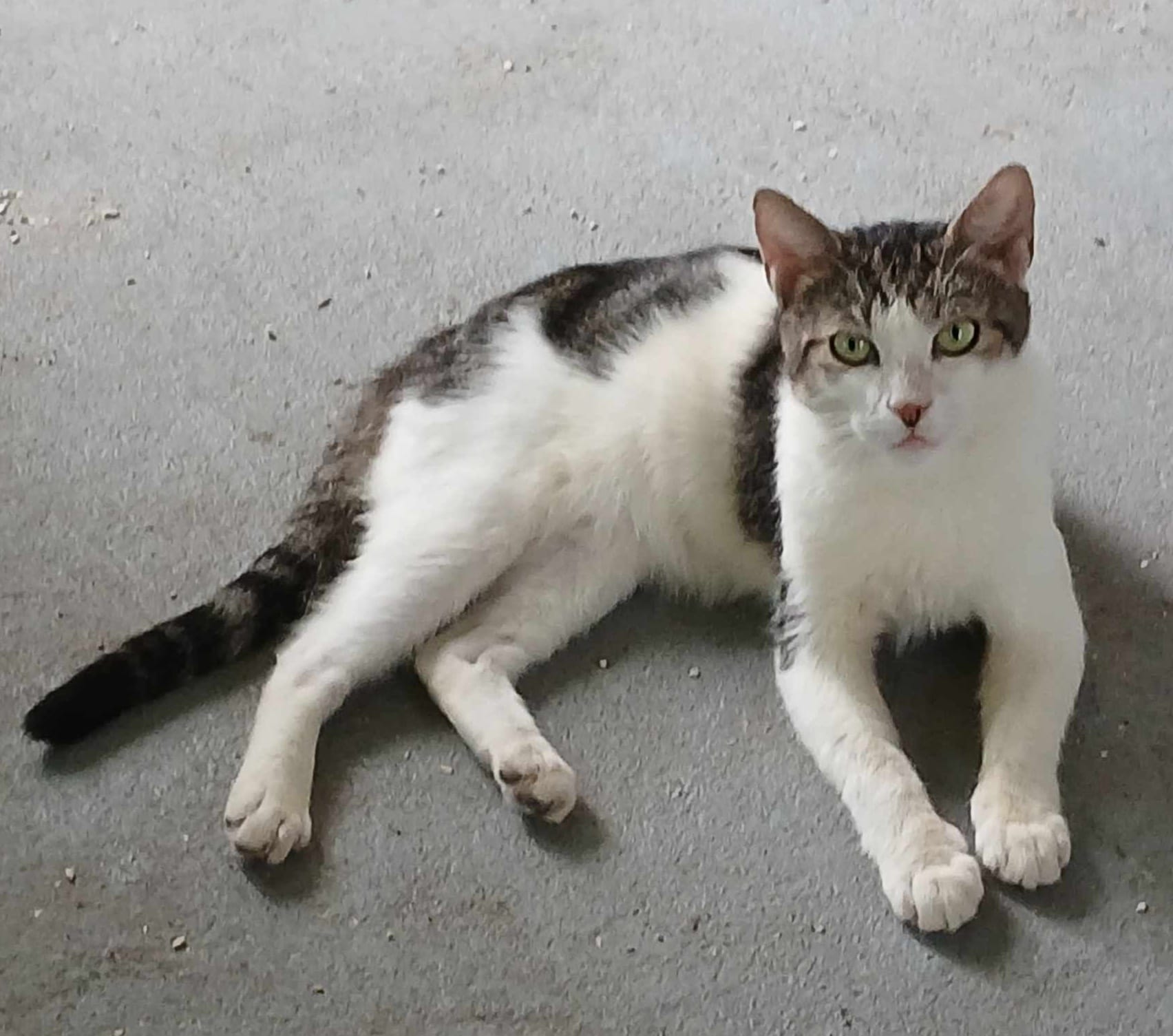 Lewis, Adoptable, Adult Male American Shorthair & Tabby.