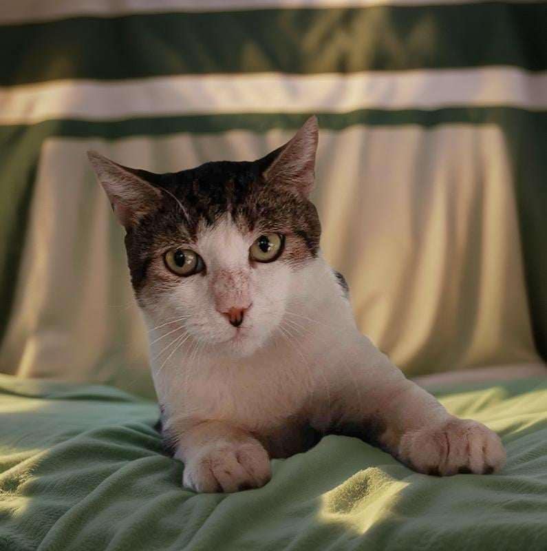 Enlarge Lewis, a Adoptable mixed breed in Lakeland, FL image 2/3