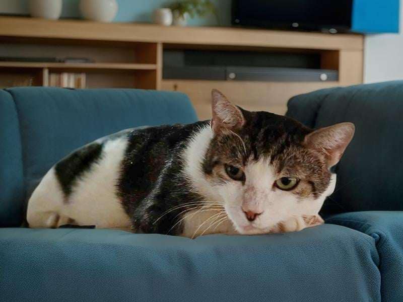 Enlarge Lewis, a Adoptable mixed breed in Lakeland, FL image 3/3