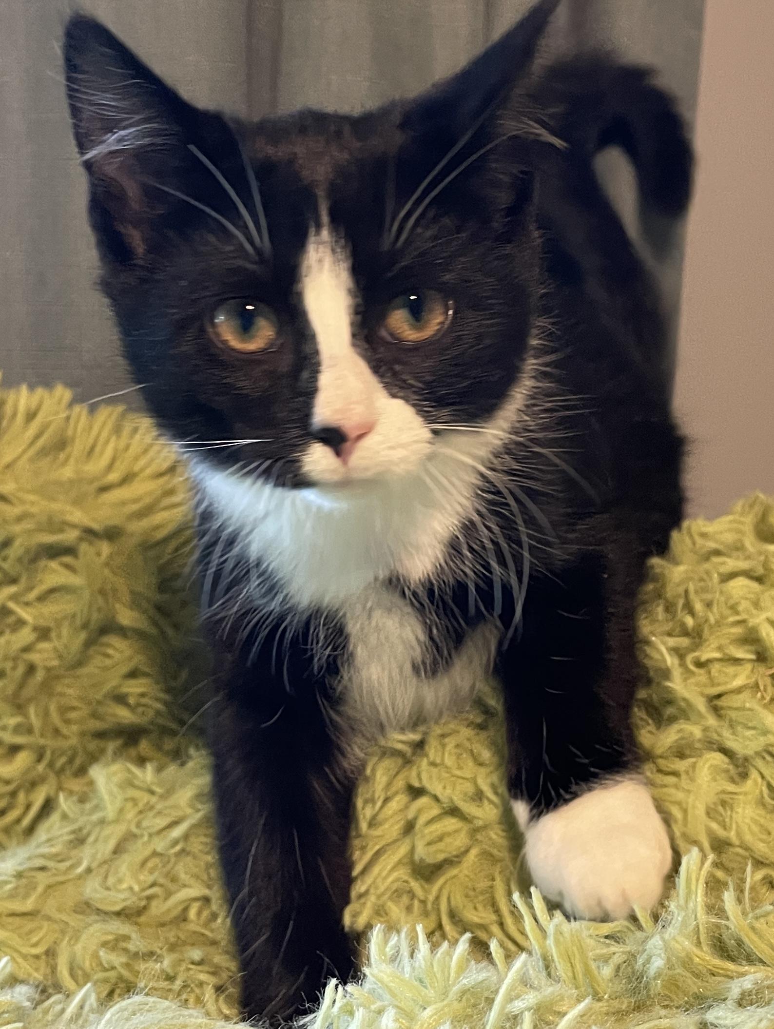 Wanda, ADOPTABLE, Kitten Female Domestic Short Hair.