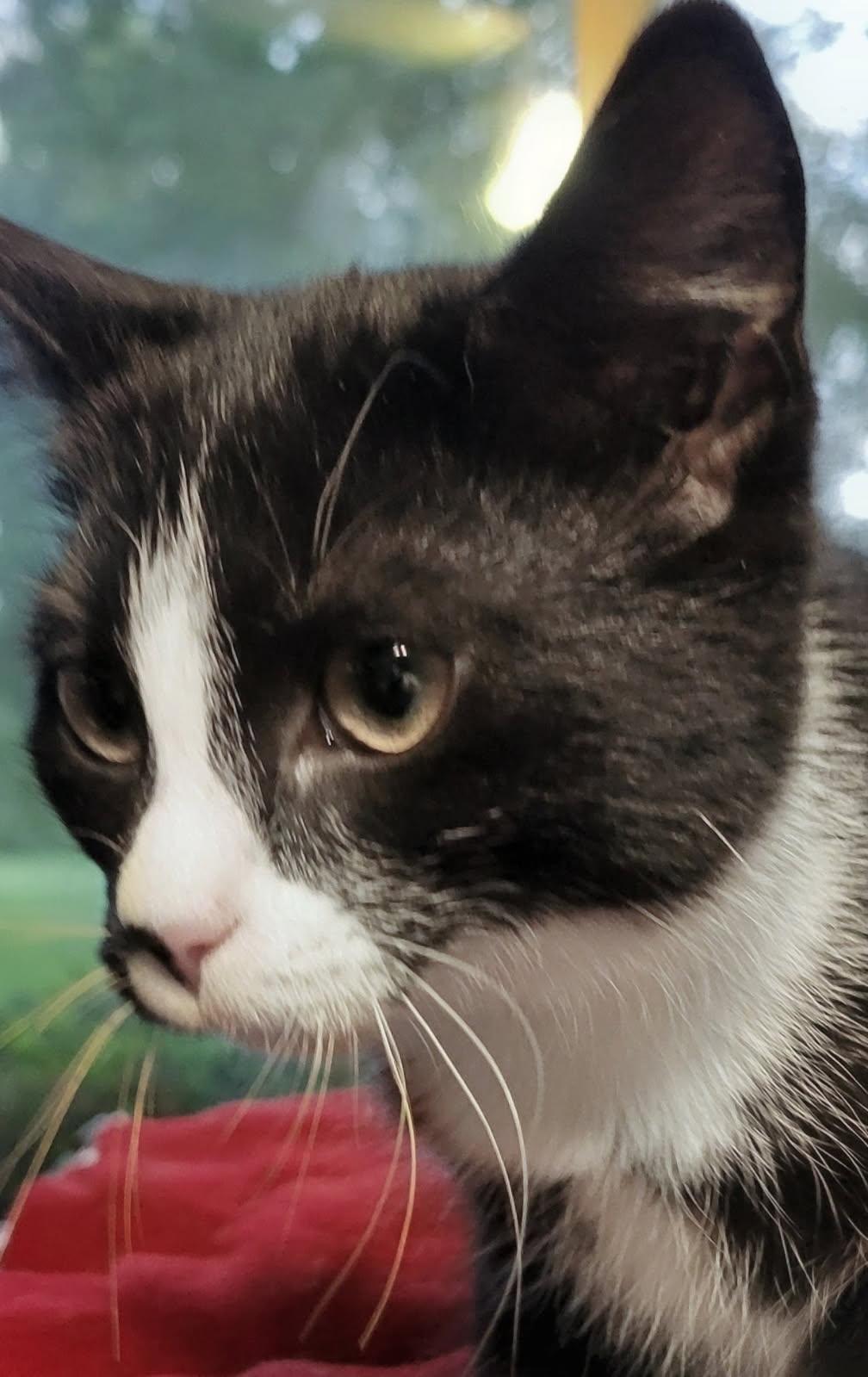 Wanda, a ADOPTABLE Domestic Short Hair in China Township, MI image 4/6