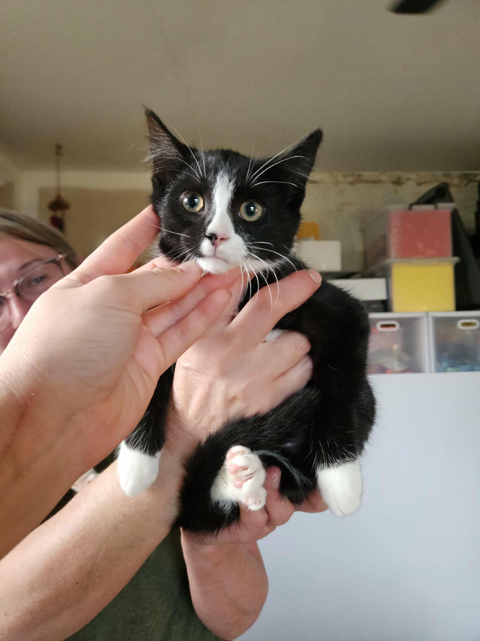 Wanda, a ADOPTABLE Domestic Short Hair in China Township, MI image 2/6
