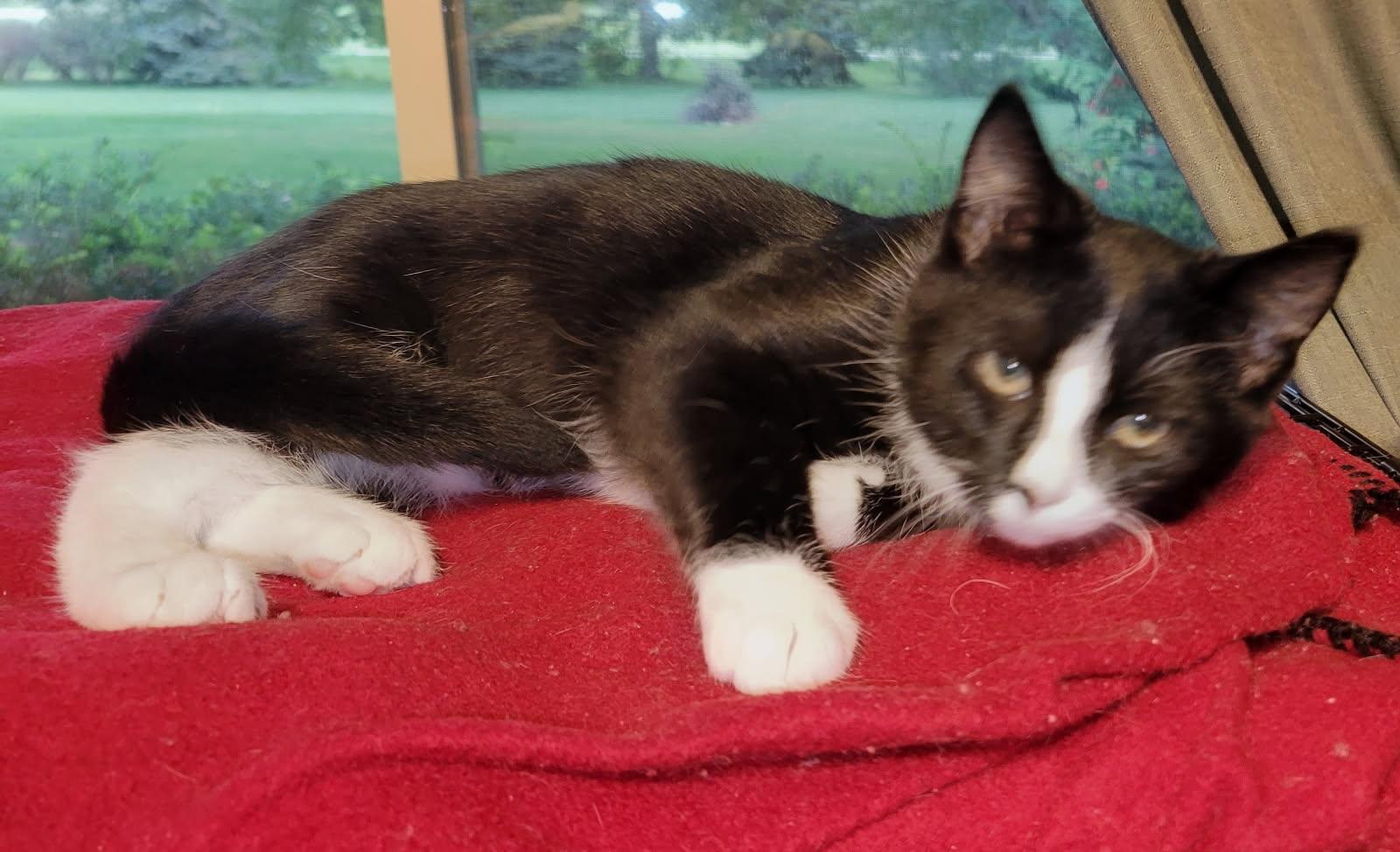 Wanda, a ADOPTABLE Domestic Short Hair in China Township, MI image 5/6