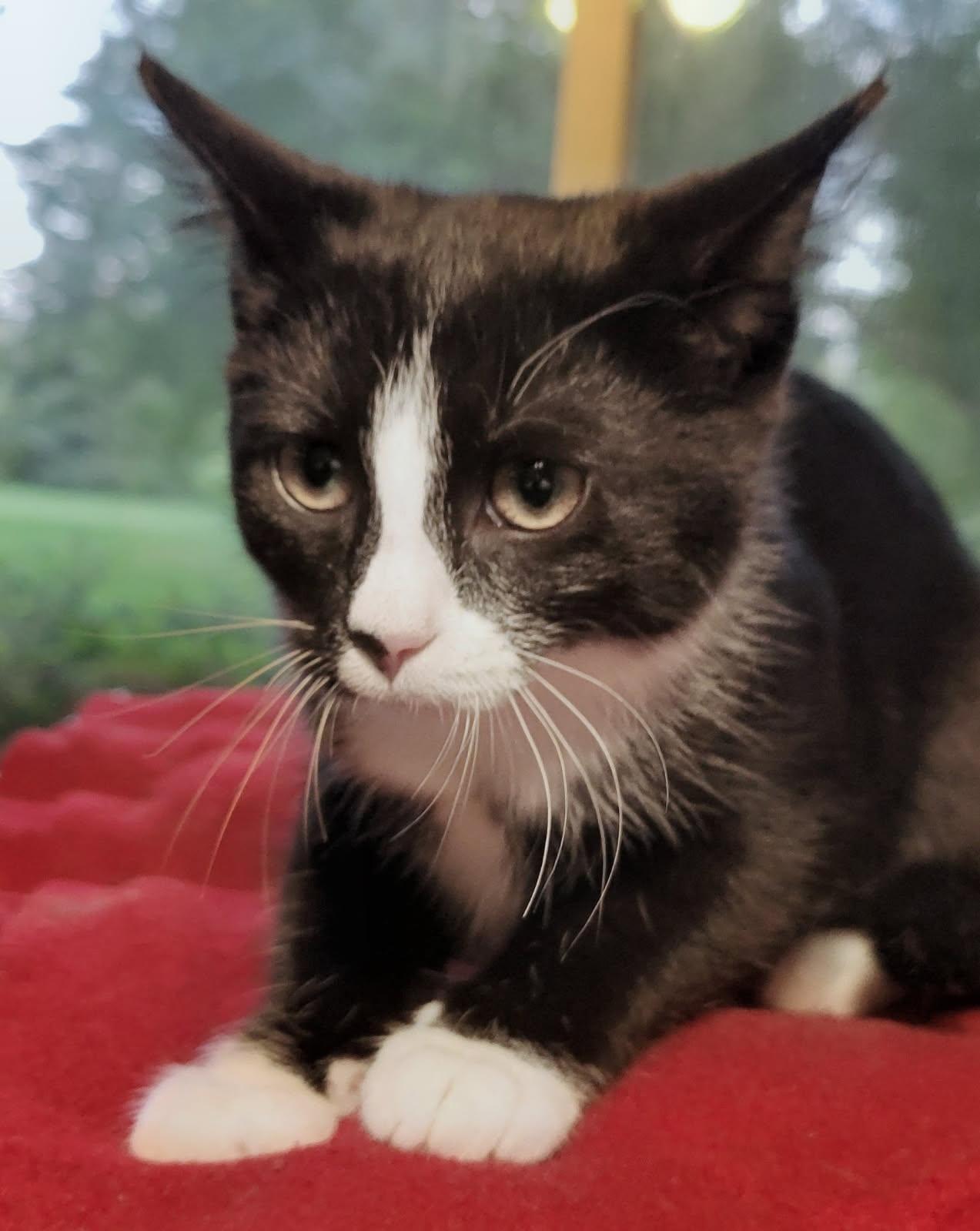 Wanda, a ADOPTABLE Domestic Short Hair in China Township, MI image 3/6