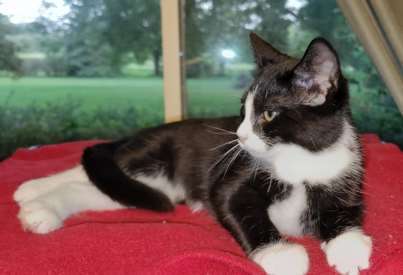 Wanda, a ADOPTABLE Domestic Short Hair in China Township, MI image 6/6