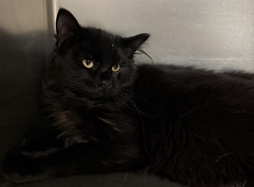 Enlarge Phil, a Adoptable mixed breed in Kenai, AK image 1/1