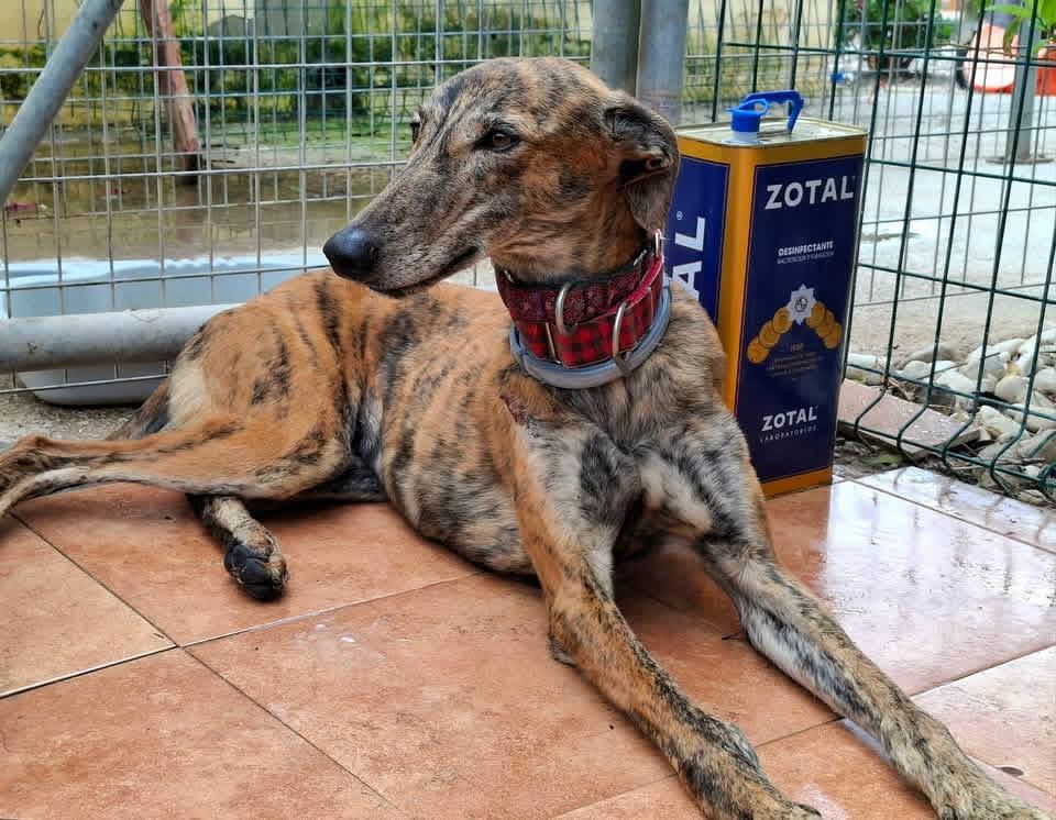 Enlarge Maleth, a ADOPTABLE Galgo Spanish Greyhound in Winter Park, FL image 1/1