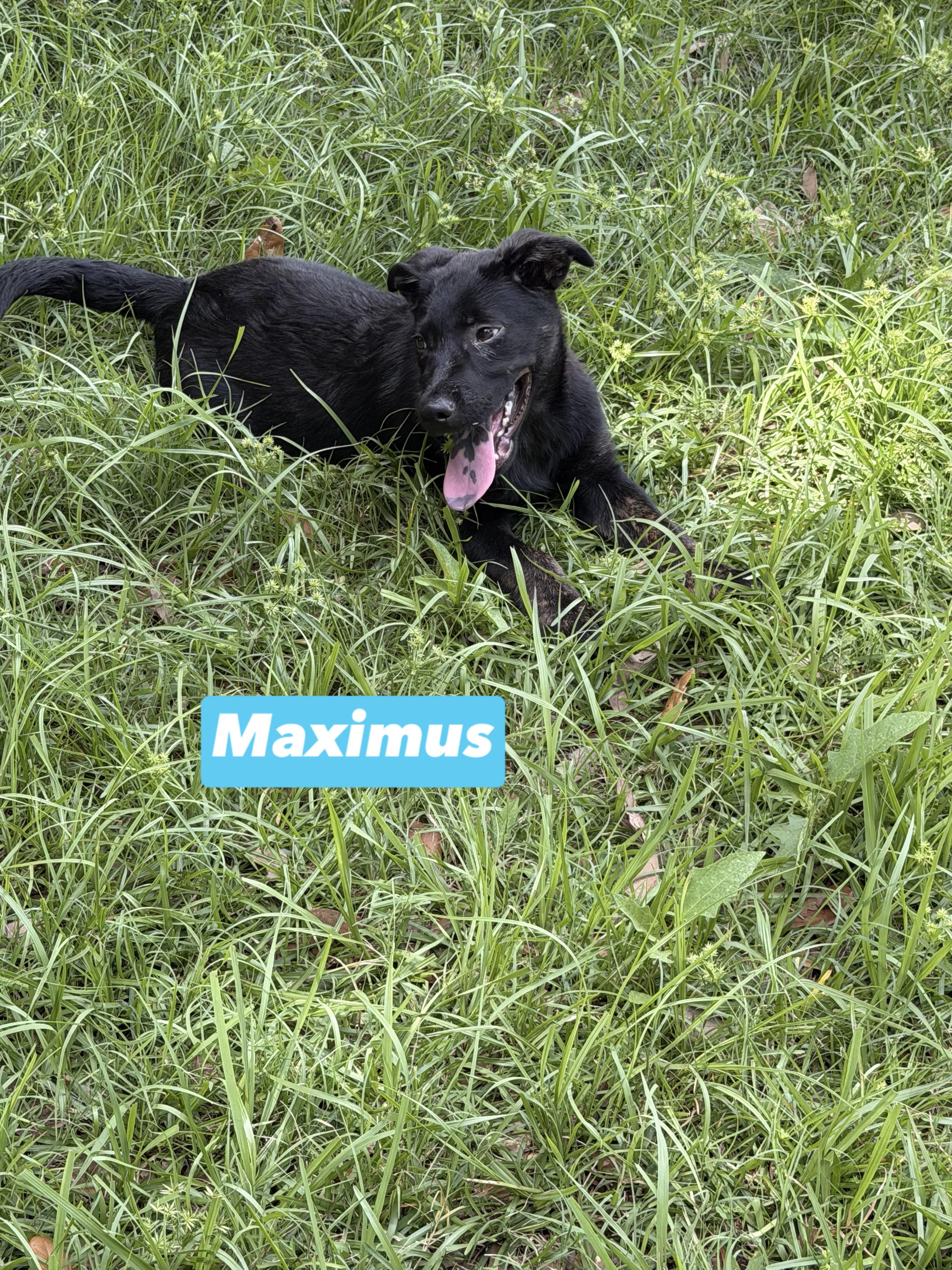 Maximus, a ADOPTABLE mixed breed in South Amboy, NJ image 4/4