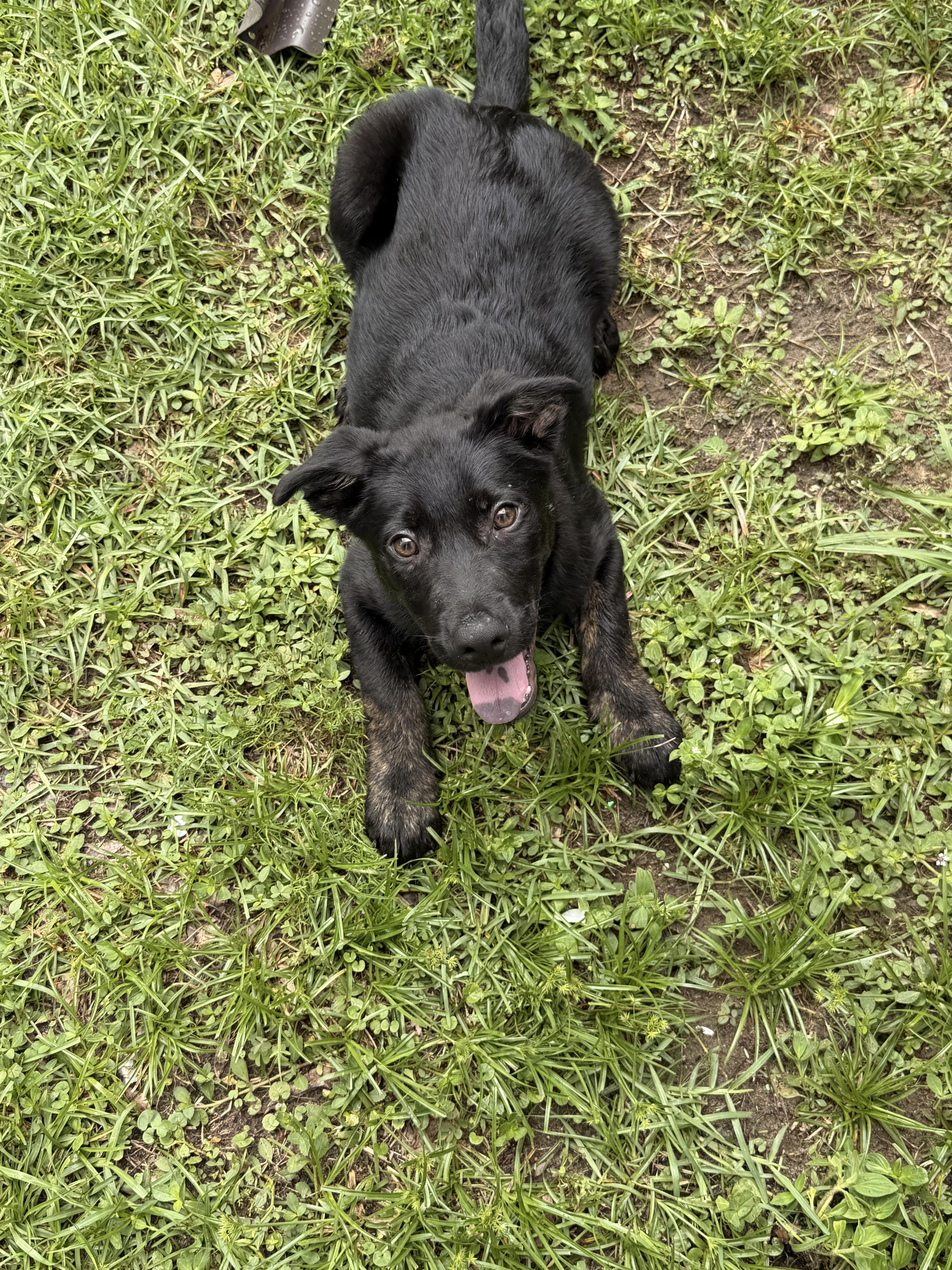 Maximus, a ADOPTABLE mixed breed in South Amboy, NJ image 2/4