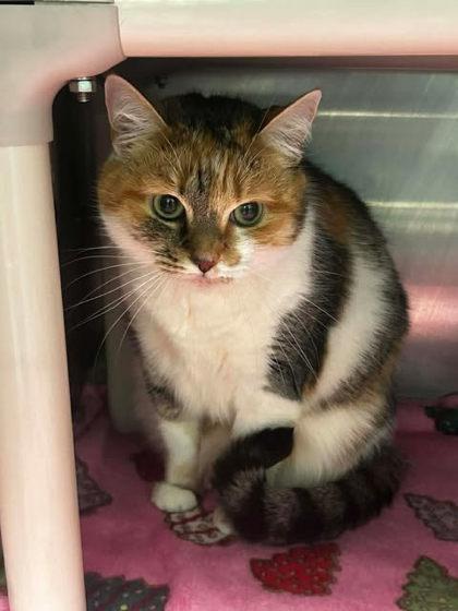 Enlarge Autumn, a Adoptable mixed breed in Spruce Pine, NC image 1/1