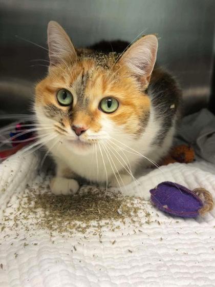 Autumn, Adoptable, Adult Female Domestic Short Hair & Domestic Short Hair.