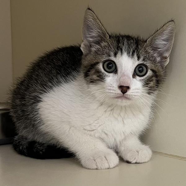 Roomba - Bonded W/ Pocket Lint, a Adoptable mixed breed in Silverdale, WA image 2/2