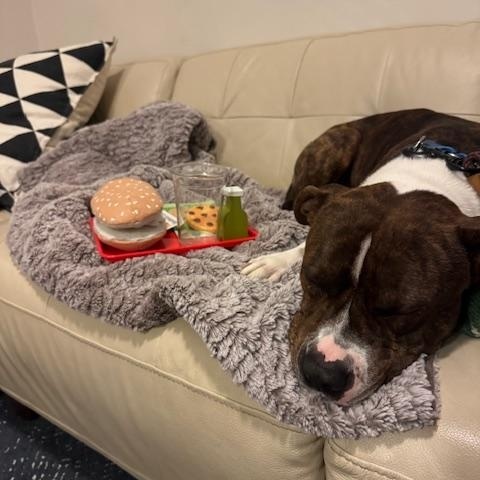 Enlarge Pedro, an adopted mixed breed in Chicago, IL image 5/6