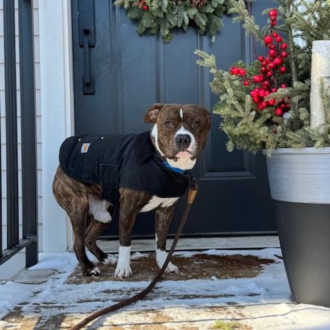 Enlarge Pedro, an adopted mixed breed in Chicago, IL image 4/6