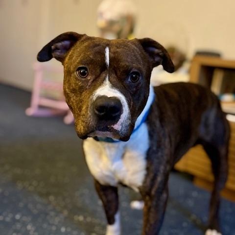 Enlarge Pedro, an adopted mixed breed in Chicago, IL image 1/6