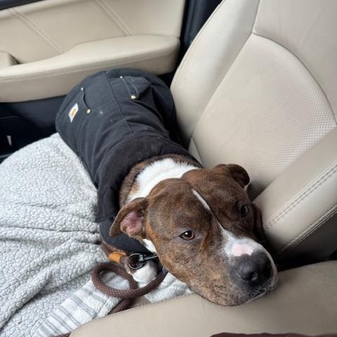 Enlarge Pedro, an adopted mixed breed in Chicago, IL image 6/6