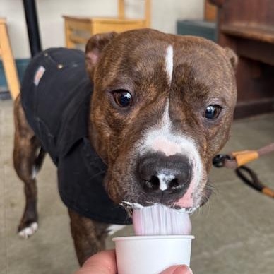 Enlarge Pedro, an adopted mixed breed in Chicago, IL image 3/6