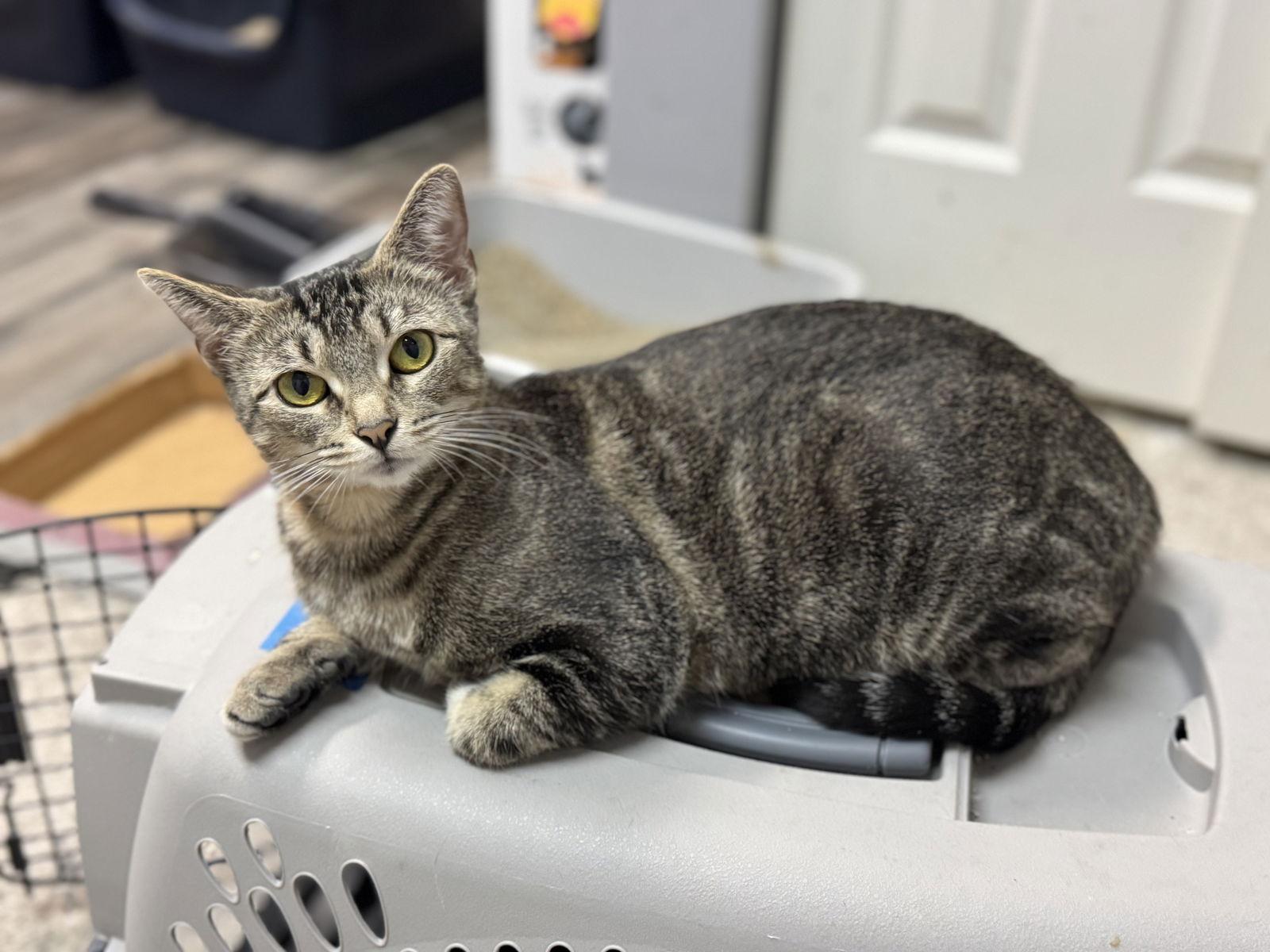 Enlarge Cassie, a Adoptable Domestic Short Hair in Lake Saint Louis, MO image 1/3